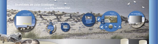 Seehunds-Webcam